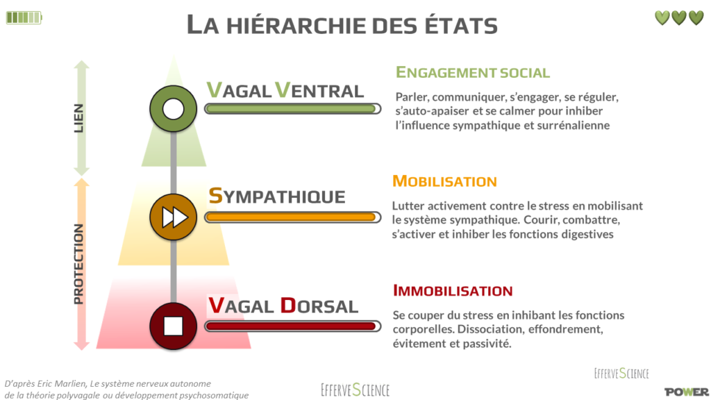 trauma-thorie-polyvagale